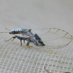 Trioza rhamni